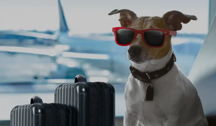 spirit-airlines-pet-policy-guide